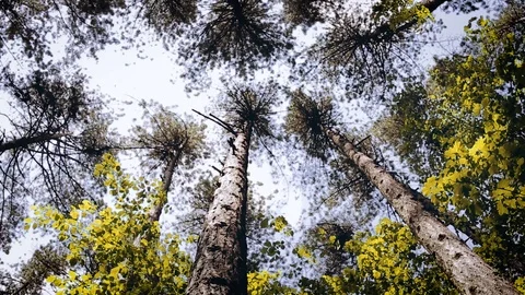 Forest - Trees Illuminated By Sunbeams Video stock 89891860