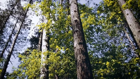 Forest - Trees Illuminated By Sunbeams Video stock 89891986