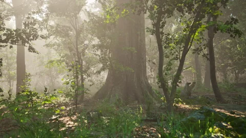 Forest of Trees illuminated by sunbeams through fog Video stock 233520255