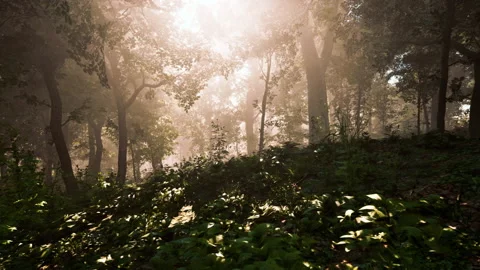 Forest of Trees illuminated by sunbeams through fog Stock Footage 235314082