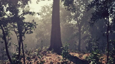 Forest of Trees illuminated by sunbeams through fog Stock Footage 236413740