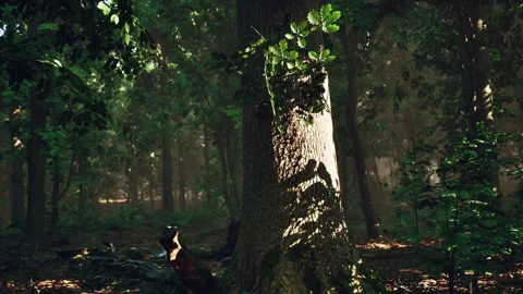 Forest of Trees illuminated by sunbeams through fog Video stock 238457530