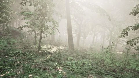 Forest of Trees illuminated by sunbeams through fog Stock Illustration