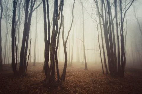 Forest trees landscape in mist background Stock Photos