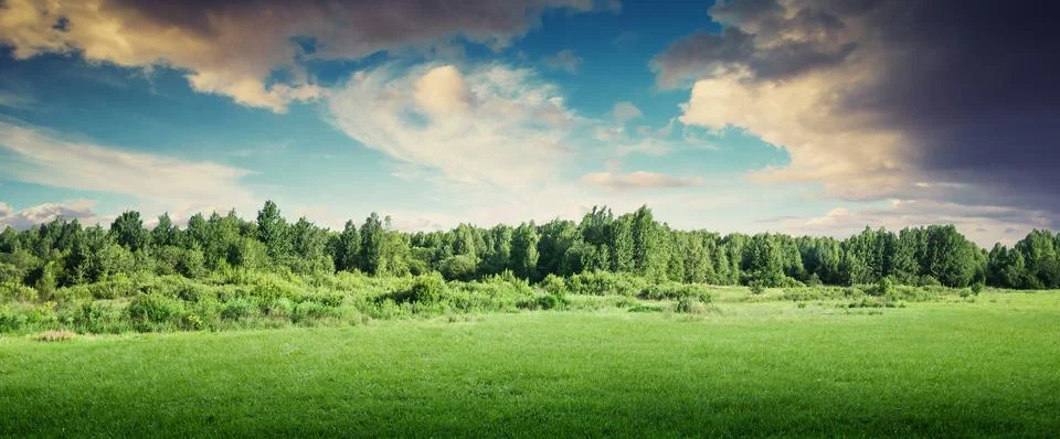 Forest trees landscape panoramic Stock-Fotos