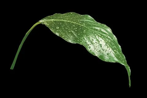 A forest trees leaf on the blacj backgrounds Stock Photos