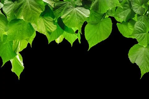 A forest trees leaf on the blacj backgrounds 写真素材