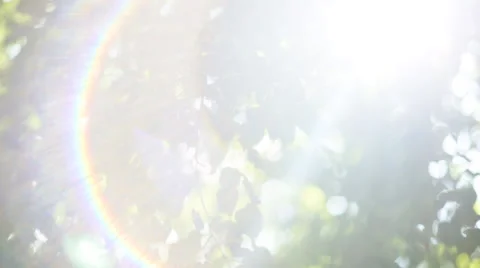 Forest trees leaf. nature green wood sunlight backgrounds Stock Footage 65502948