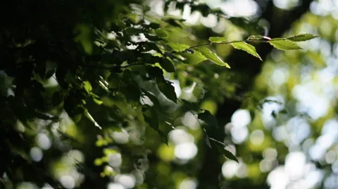 Forest trees leaf. nature green wood sunlight backgrounds Stock Footage 65502960