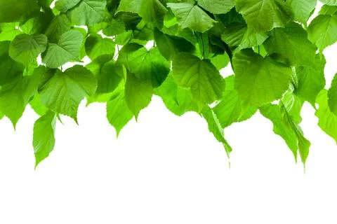 A forest trees leaf on the white backgrounds Stock Photos