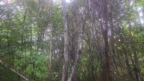 Forest Trees With Light Bark In A Green Woods Stock Footage 348075131