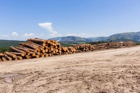 Forest Trees Logs Mountains Stock Photos