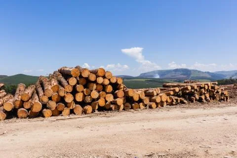 Forest Trees Logs Stacks Mountains Stock Photos