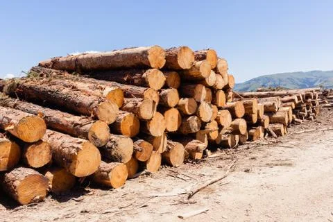 Forest Trees Logs Stacks Stock Photos