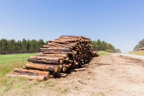 Forest Trees Logs Stacks Stock Photos