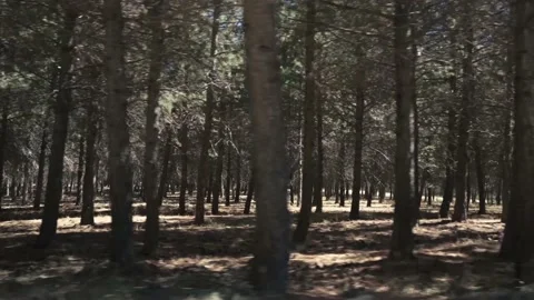 Forest trees in loop Stock Footage 138305688