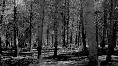 Forest trees in loop Stock Footage 138464123
