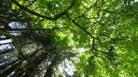 Forest trees low angle moving walking dolly POV shot sunlight lens flare Stock Footage 63301847