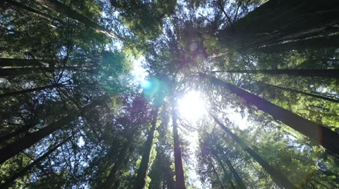 Forest trees low angle moving walking dolly POV shot sunlight lens flare Stock Footage 63302491