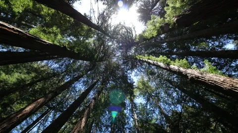 Forest trees low angle moving walking dolly POV shot sunlight lens flare Stock Footage 63302576