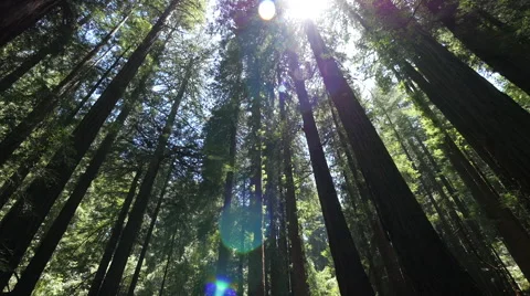 Forest trees low angle moving walking dolly POV shot sunlight lens flare Stock Footage 63302631