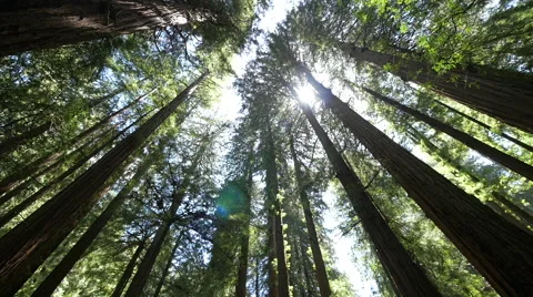 Forest trees low angle moving walking dolly POV shot sunlight lens flare Stock Footage 63302668