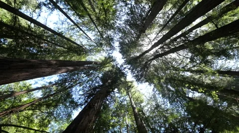 Forest trees low angle moving walking dolly POV shot sunlight lens flare Видео 63303200