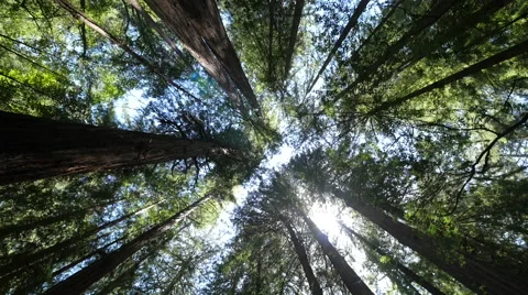 Forest trees low angle moving walking dolly POV shot sunlight lens flare Video stock 63303213