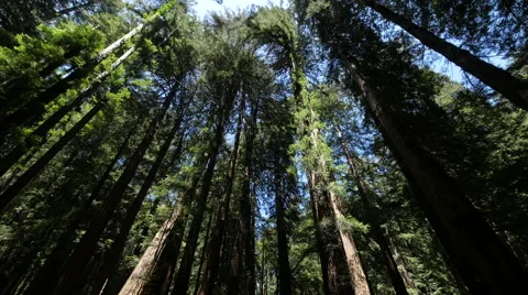 Forest trees low angle moving walking dolly POV shot sunlight lens flare Video stock 63303270