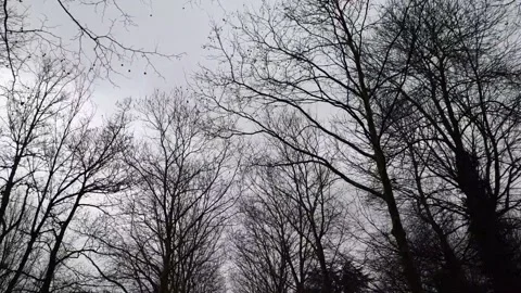 Forest Trees Low Angle Moving Walking, Looking Up 2, epic Stock Footage 148432315