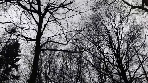 Forest Trees Low Angle Moving Walking, Looking Up, epic Stock Footage 148432335