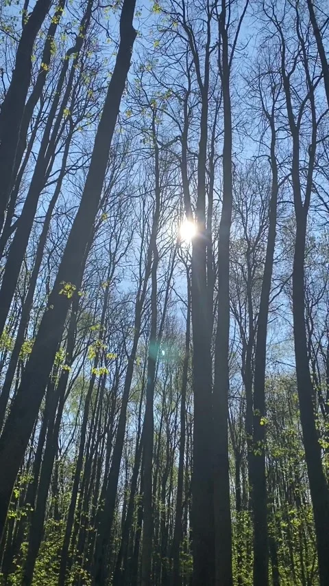 Forest Trees Low Angle Moving Walking Dolly Pov Shot Sunlight Lens Flare Stock Footage 241082098