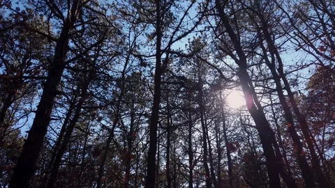 Forest Trees Low angle Recording With Sunlight Lens Flare Stock Footage 125784705