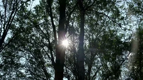 Forest trees low angle, sun appears between the branches. Bottom up view Stock Footage 201052714