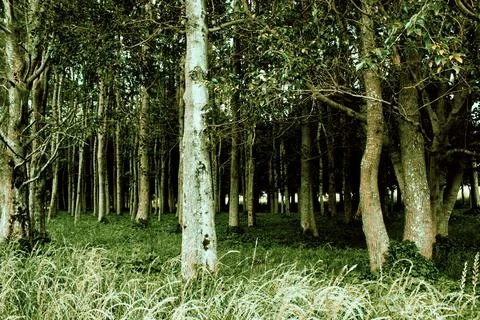 Forest trees lush Stock Photos