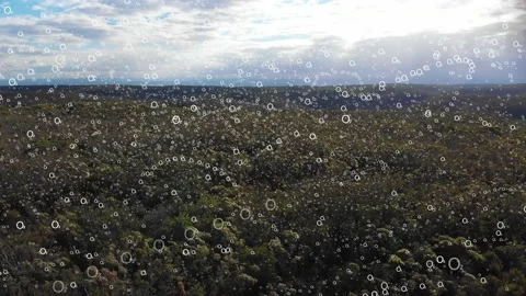 Forest trees making oxygen (O2) from carbon dioxide (CO2)  photosynthesis  Stock Footage 150912370