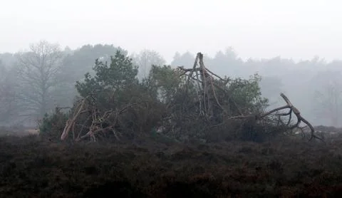 Forest trees in the mist in the winter Stock Photos
