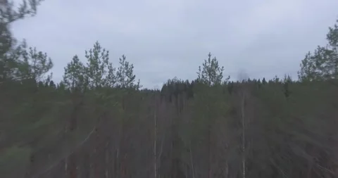 Forest, trees, mixed, coniferous, day, green leaves Stock Footage 300866429