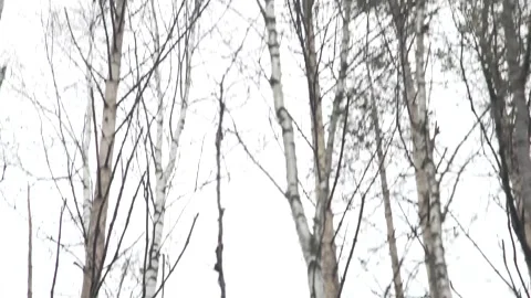 Forest, trees, mixed, coniferous, day, green leaves Stock Footage 300866482