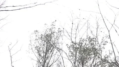 Forest, trees, mixed, coniferous, day, green leaves Stock Footage 300866640