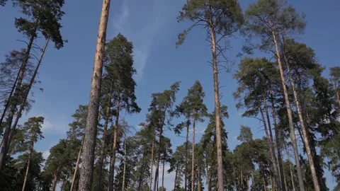 Forest, trees, mixed, coniferous, day, green leaves Video stock 300868068