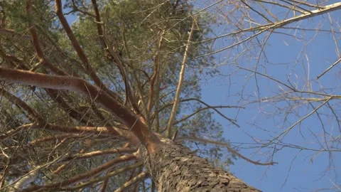 Forest, trees, mixed, coniferous, day, green leaves Stock Footage 300868940