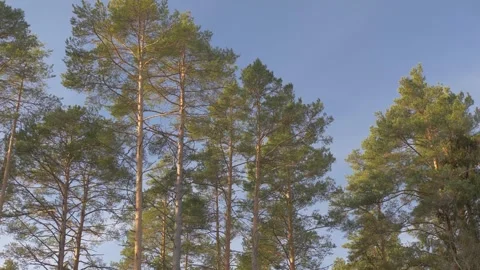 Forest, trees, mixed, coniferous, day, green leaves Stock Footage 300869126