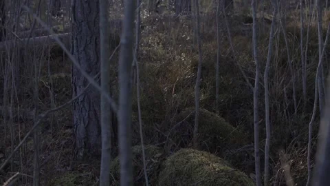 Forest, trees, mixed, coniferous, day, green leaves Video stock 300869392