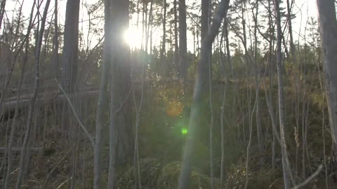 Forest, trees, mixed, coniferous, day, green leaves Stock Footage 300869500