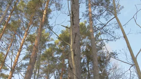 Forest, trees, mixed, coniferous, day, green leaves Stock Footage 300869579