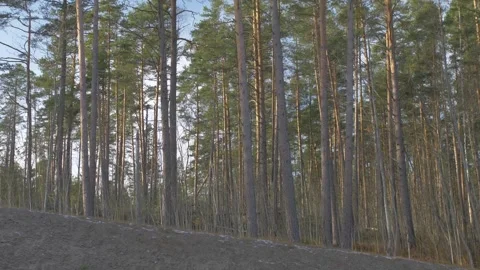 Forest, trees, mixed, coniferous, day, green leaves Stock Footage 300869588