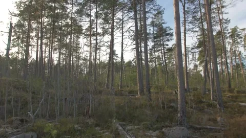 Forest, trees, mixed, coniferous, day, green leaves Stock Footage 300869990