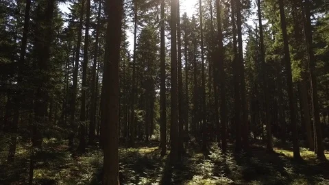 Forest trees in the morning Stock Footage 107086632