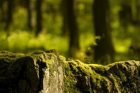 Forest trees moss grass Stock Photos